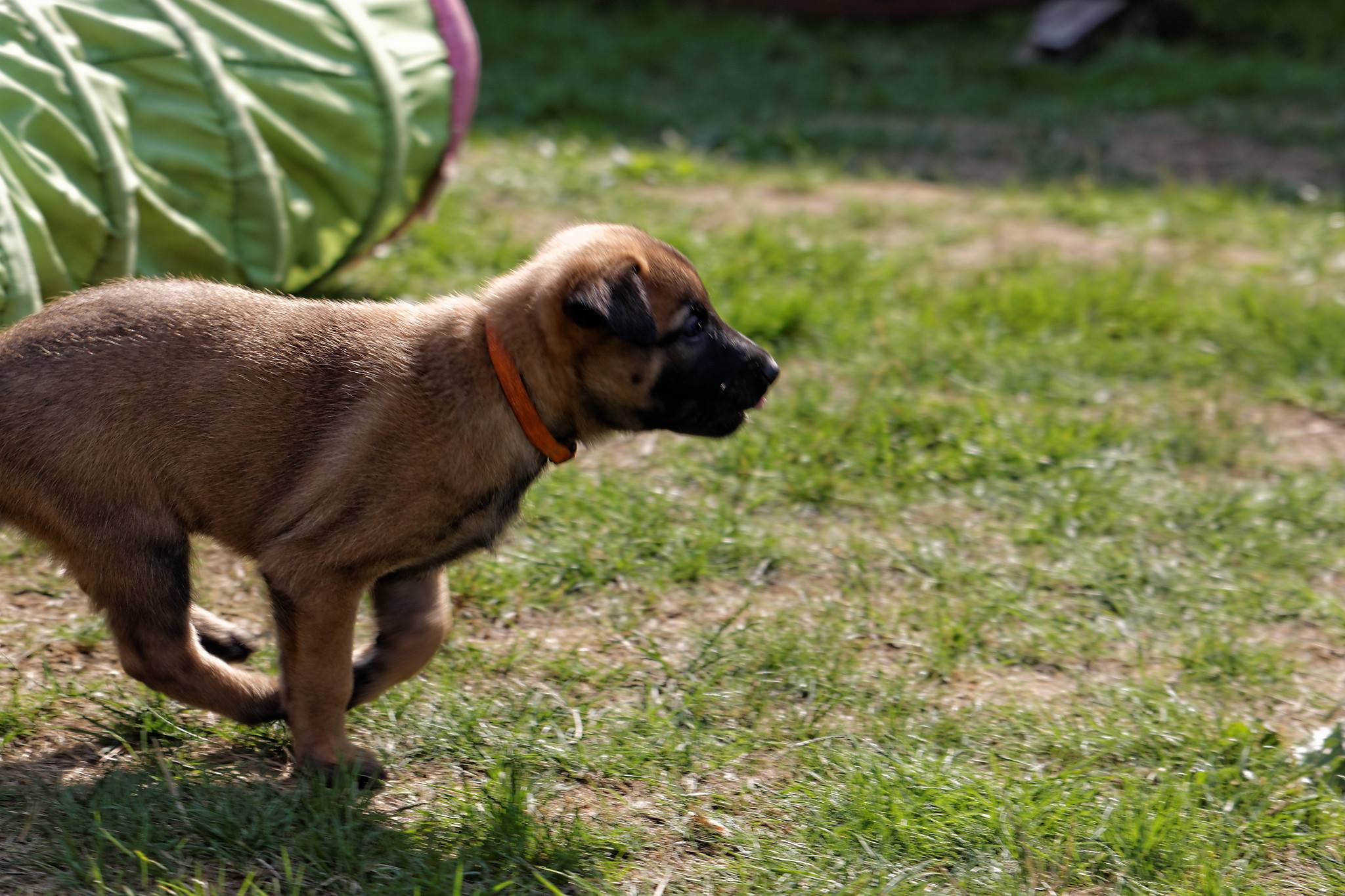 rhanga5wks