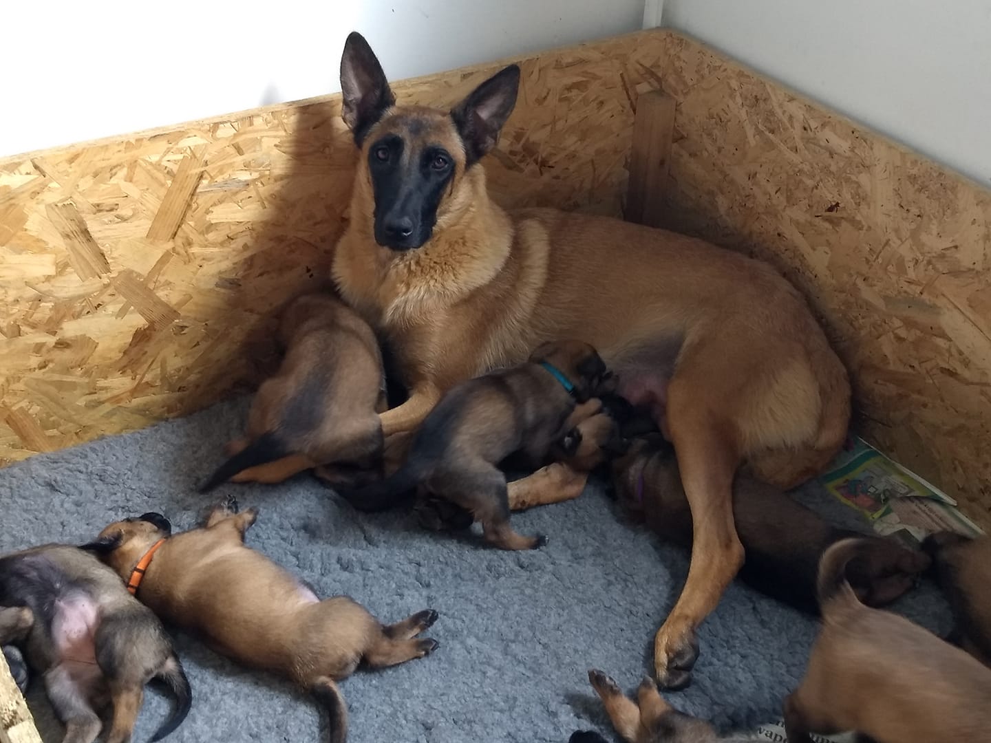 rhangapup