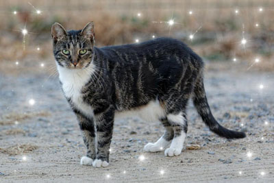 tabby2