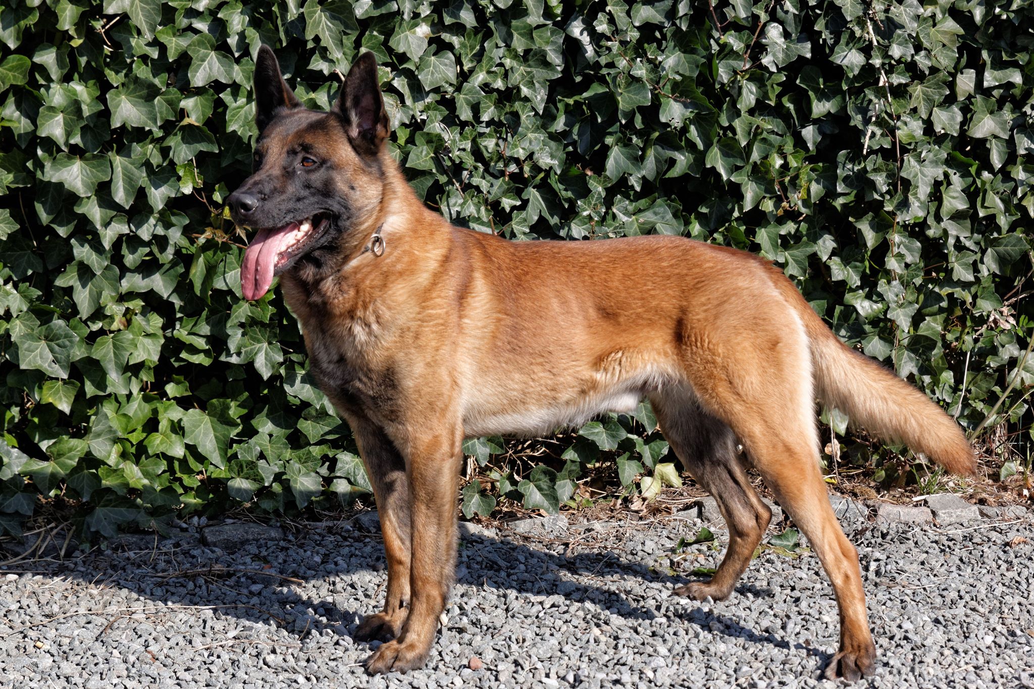Duke2