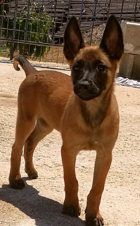 Rheia4
