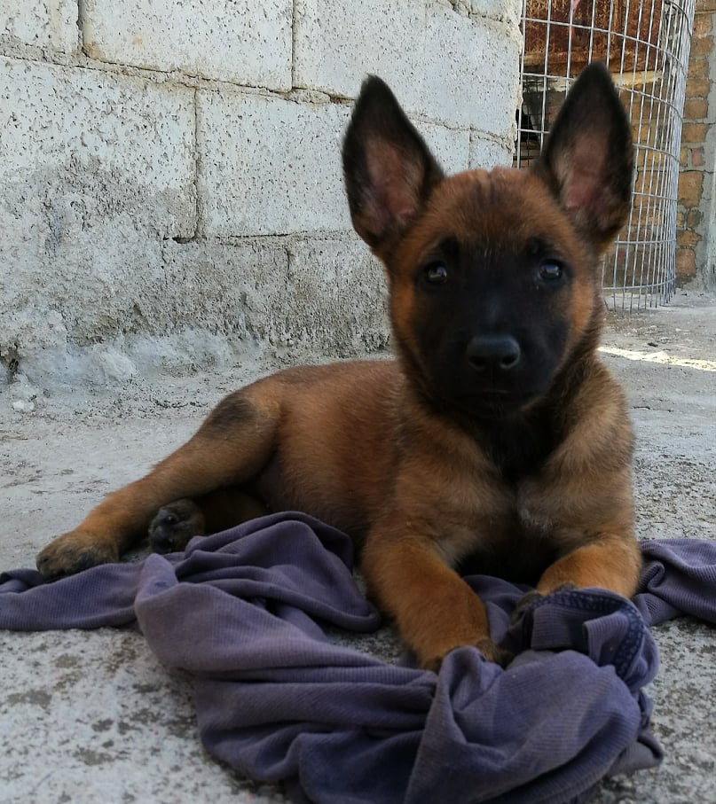 Rheia7