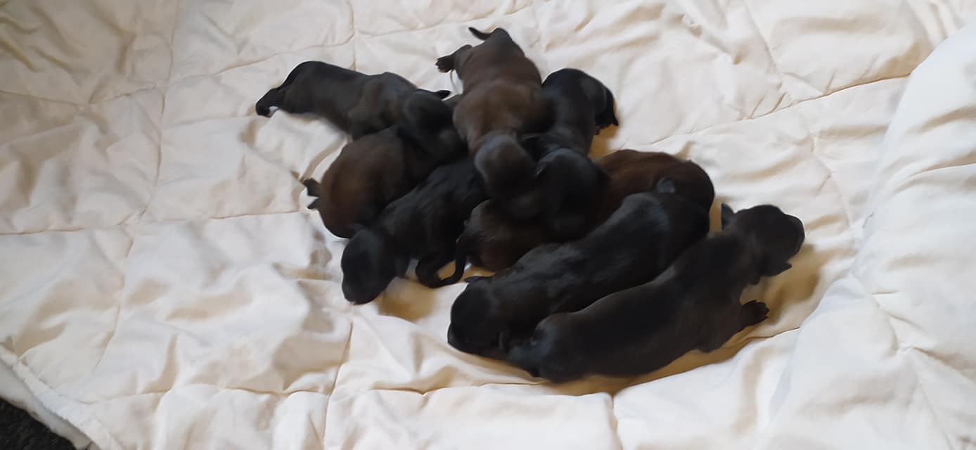 Skypups1