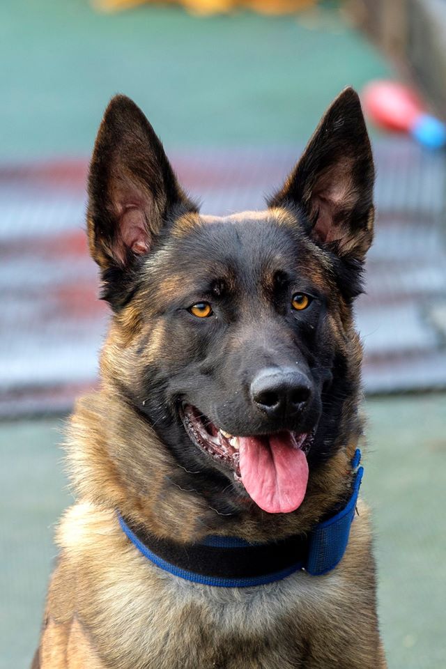 Striker11months