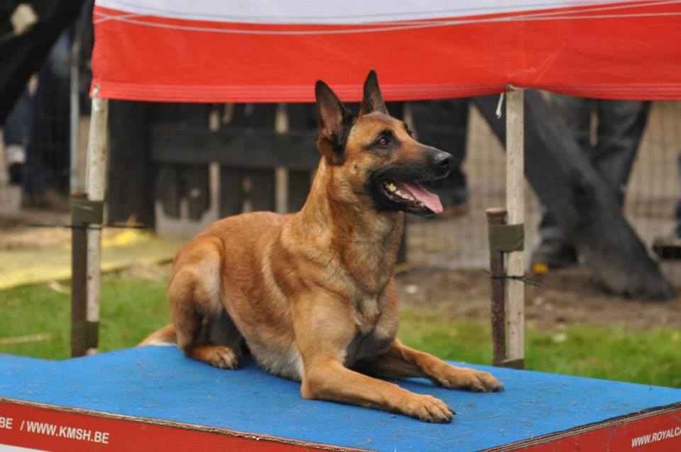 dixie3