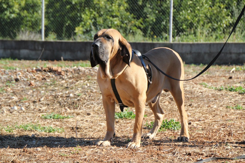 santi2