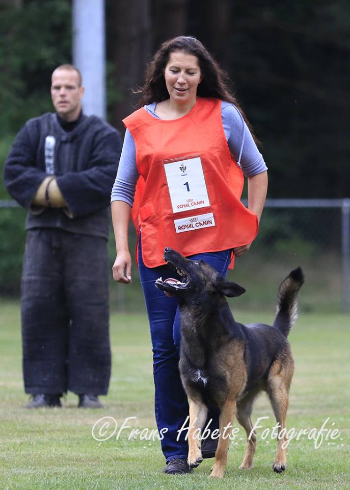 DSC-K9 Academy Dog Training Breeder Malinois/German Shepherd